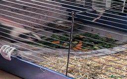 Guinea Pig rodents for sale: 3 brother guinea pigs looking for forever home - Image 2