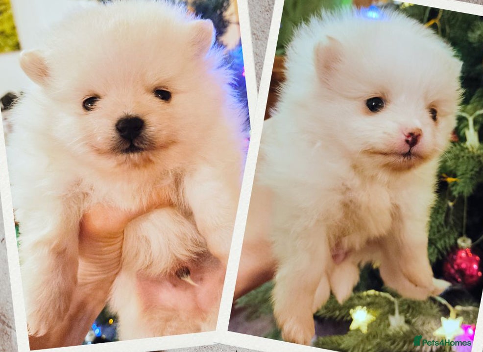 Pomeranian dogs Tiny white/cream KC Pomeranian puppies  - Advert 15
