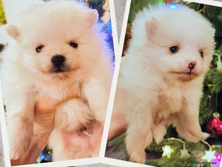 Pomeranian dogs Tiny white/cream KC Pomeranian puppies - Advert 15