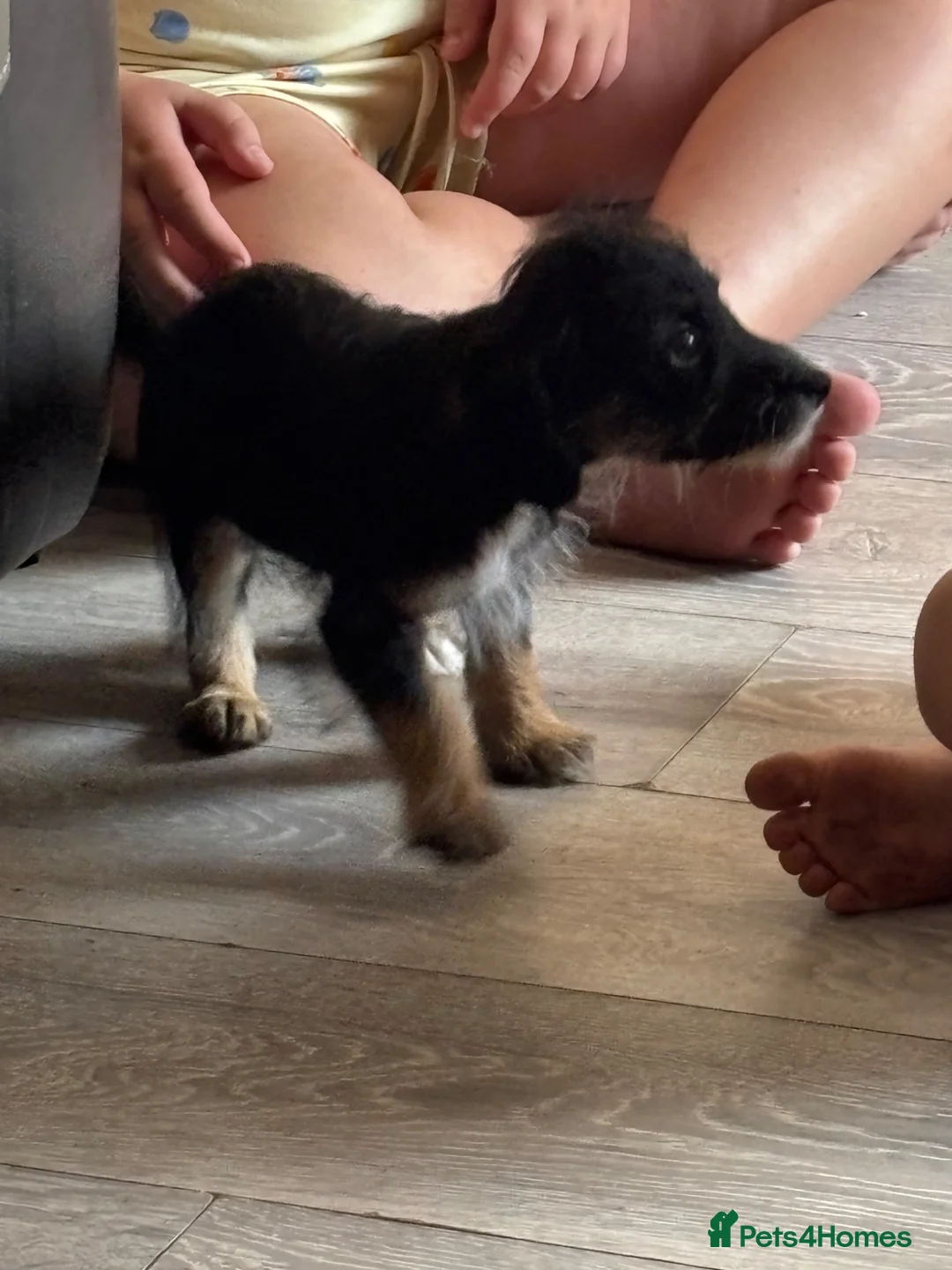 Yorkiepoo dogs for sale: Yorkie poo  - Advert 2