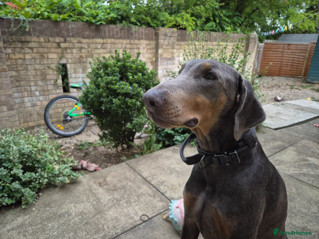 Dobermann dogs for stud: Sub-Zero - Advert 2