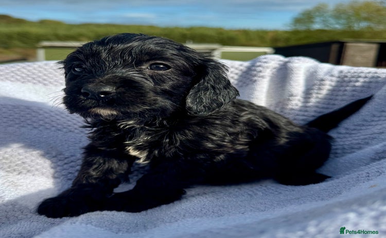 Mixed Breed dogs - Advert 14