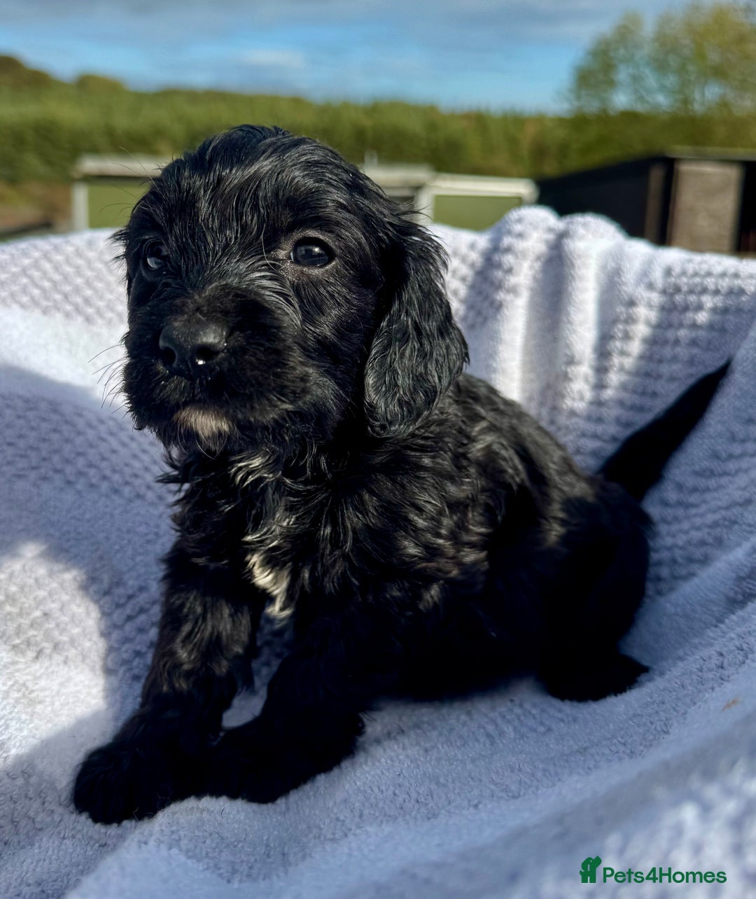 Mixed Breed dogs for sale: Cavapoo x cockerspaniel  - Image 1