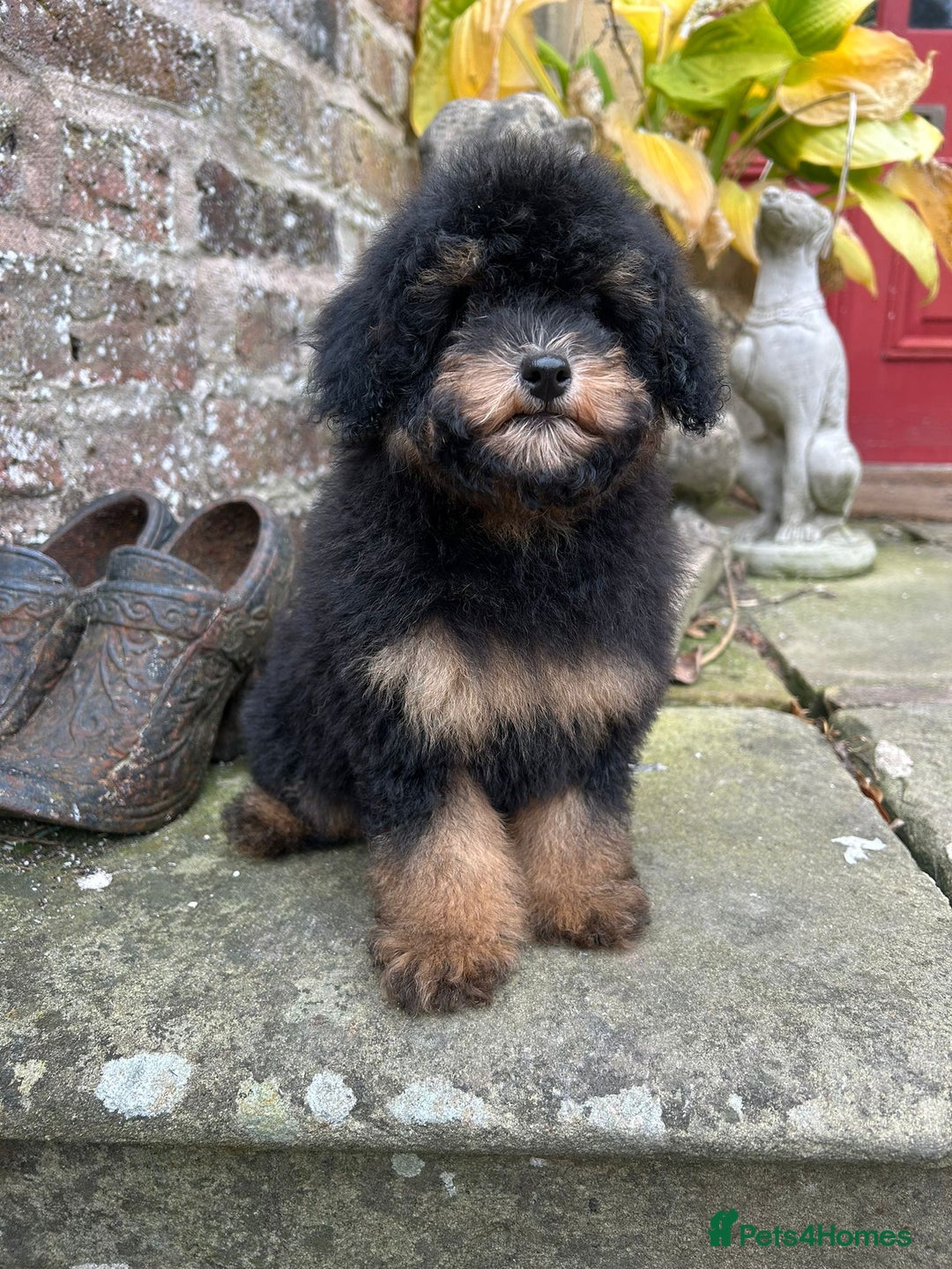 Toy Poodle dogs for sale: Beautiful KC Reg. Small Toy Poodle Puppies - Image 6