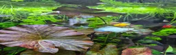 Other/Mixed Breed fish for sale: Fishtank complete with fish - Advert 4