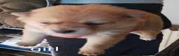 Pomchi dogs for sale: 5 beautiful pomchi puppies for sale - Advert 25