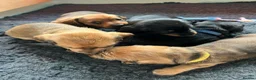 Miniature Dachshund dogs for sale: Dachshund Puppies for sale in Inverness - Advert 10