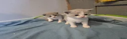 British Shorthair cats for sale: British shorthairs  kittens  - Advert 6
