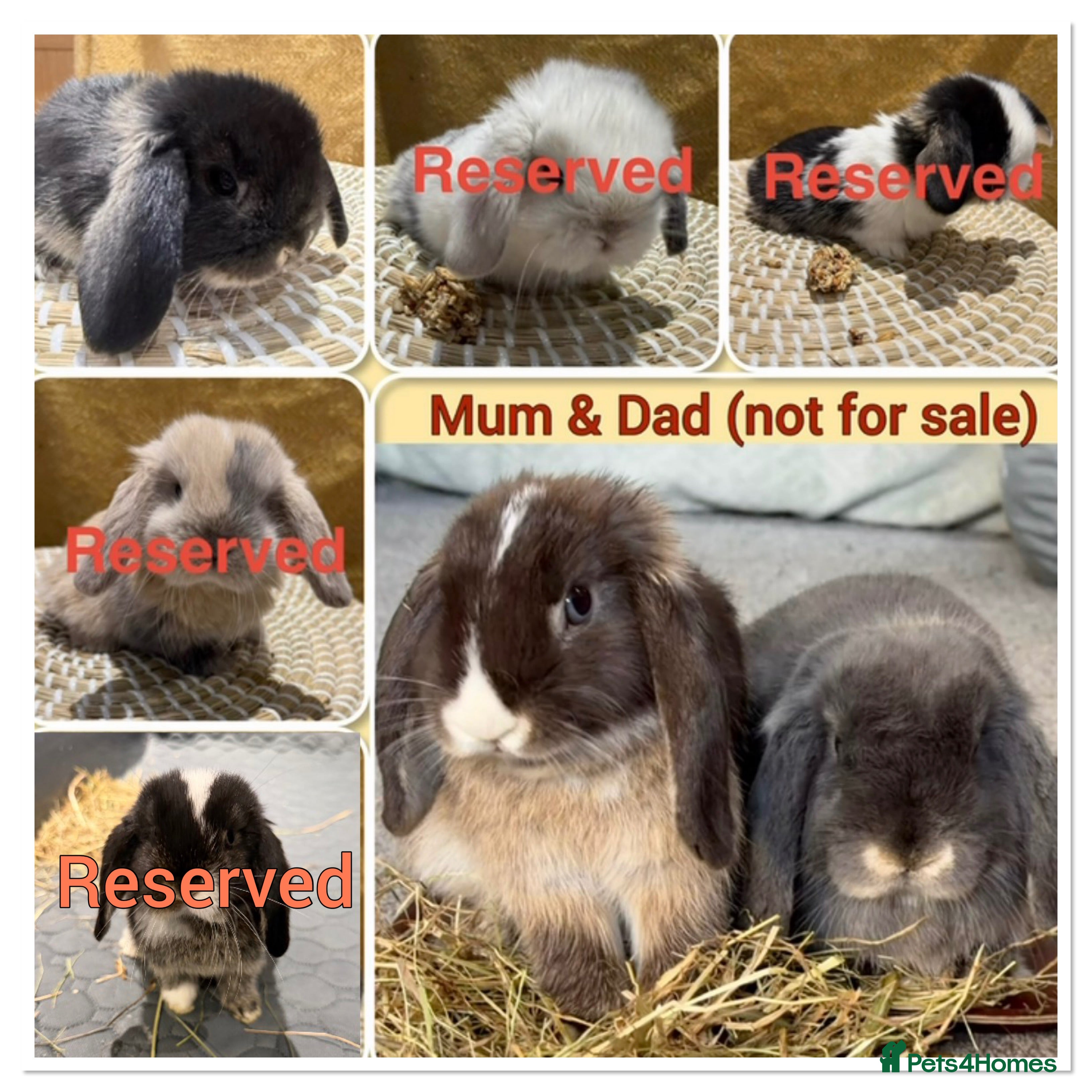 Mini Lop rabbits Update:Mini Lops, 1 Left -BABY 1 “HOPS” (Boy/Buck) - Advert 11