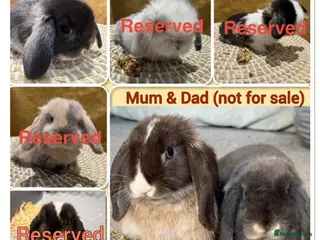 Mini Lop rabbits Update:Mini Lops, 1 Left -BABY 1 “HOPS” (Boy/Buck) - Advert 11