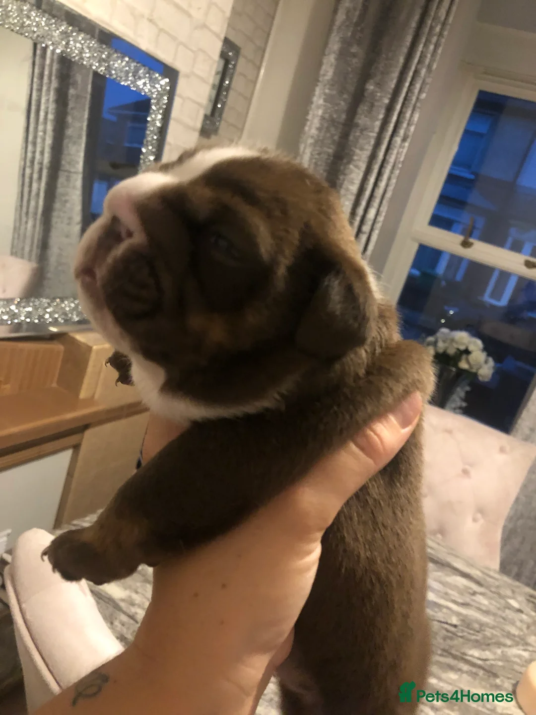 English Bulldog dogs for stud: Chocolate and tan stud includes 2 ai in Walsall - Advert 12
