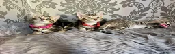 Bengal cats for sale: Beautiful Bengal Kittens in Leeds - Advert 8