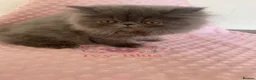 Persian cats for stud: Solid blue Persian stud  - Advert 6
