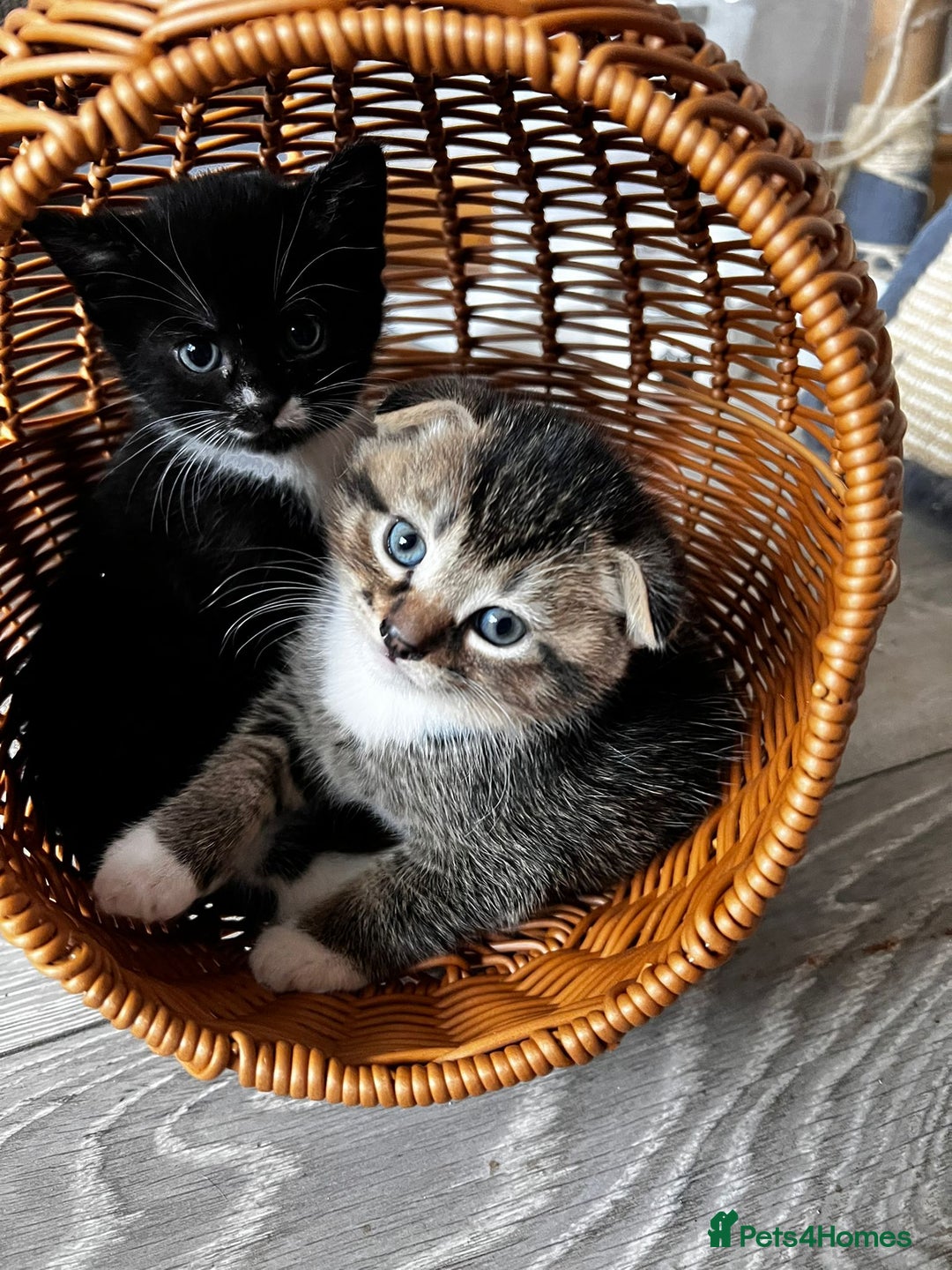 Scottish Fold cats for sale: 3 Beautiful Scottish Fold/straight kittens  - Image 4