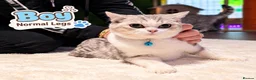 Munchkin cats for sale: Munchkin kittens - Advert 4
