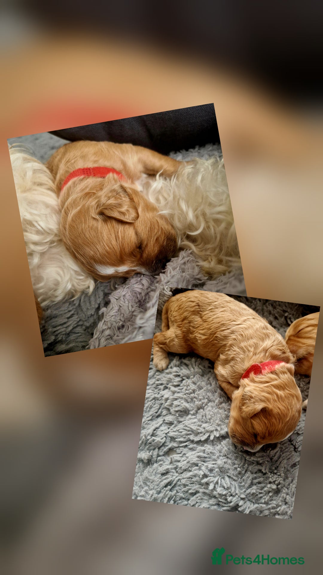 Mixed Breed dogs for sale: Cavapoo/cockapoo, ready September £1250. Cardiff - Image 8