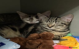 British Shorthair cats for sale: Two girls. Both girls for £100 can drop.  - Image 2
