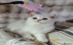 British Shorthair cats for sale: GOLDEN & SILVER BRITISH SHORTHAIR KITTENS TICA - Image 18