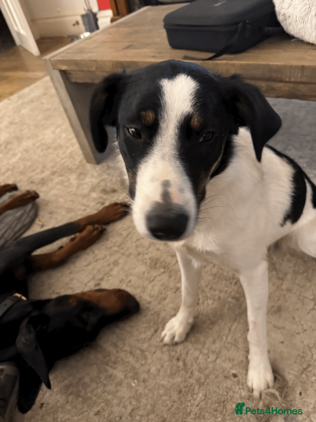 Border Collie dogs for sale: Female Border Collie 10 months old - Advert 1