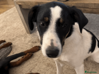 Border Collie dogs Female Border Collie 10 months old - Advert 5