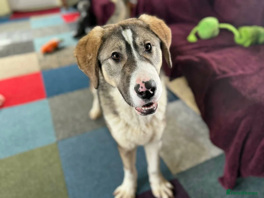 Mixed Breed dogs for adoption: FLORIAN - THE BFG PUPPY - Advert 1