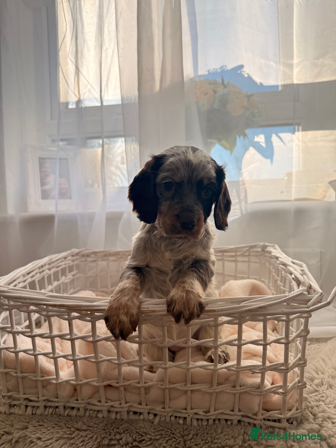 Cocker Spaniel dogs for sale: working cocker puppies  - Advert 4