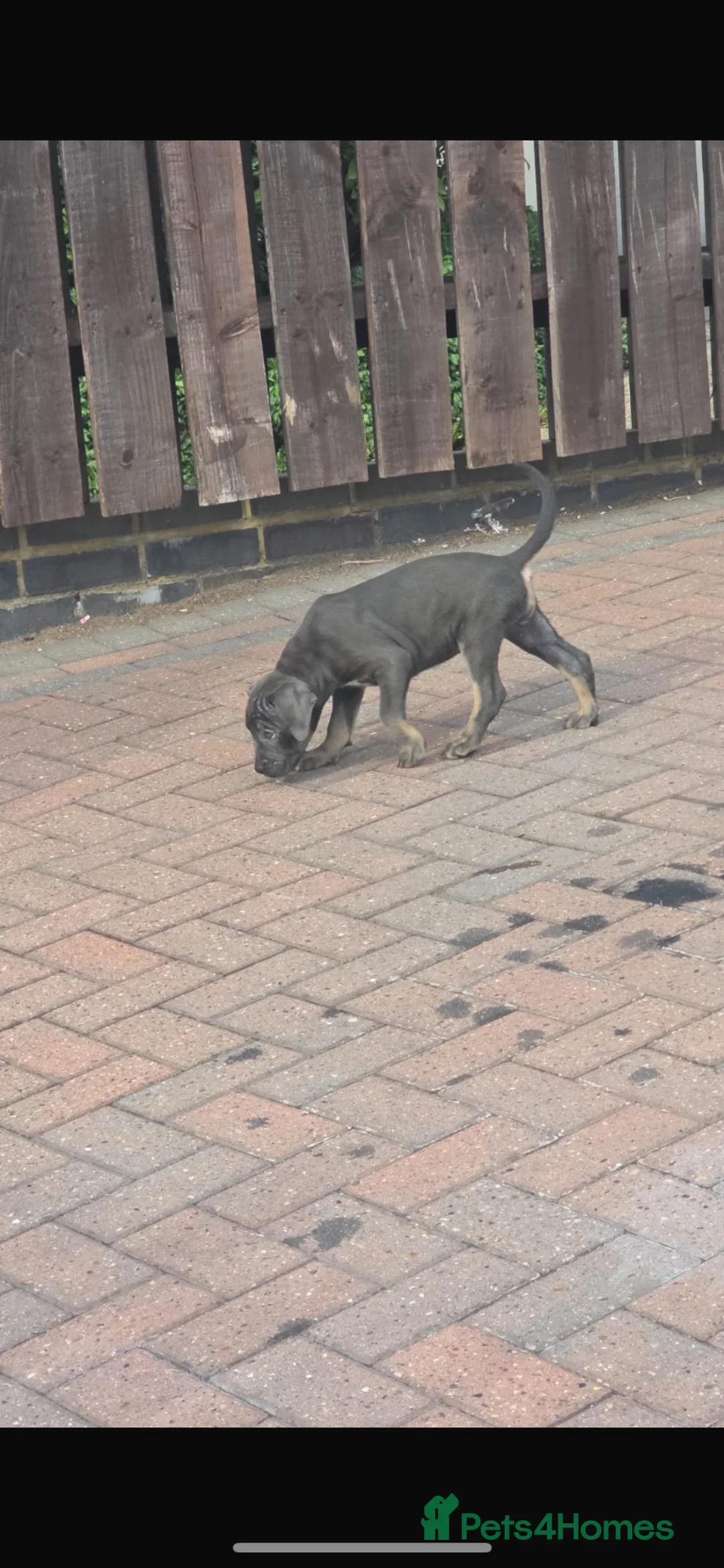 Cane corso for sale in Basildon | Pets4Homes