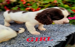English Springer Spaniel dogs for sale: QUALITY WORKING ESS PUPS - Image 25