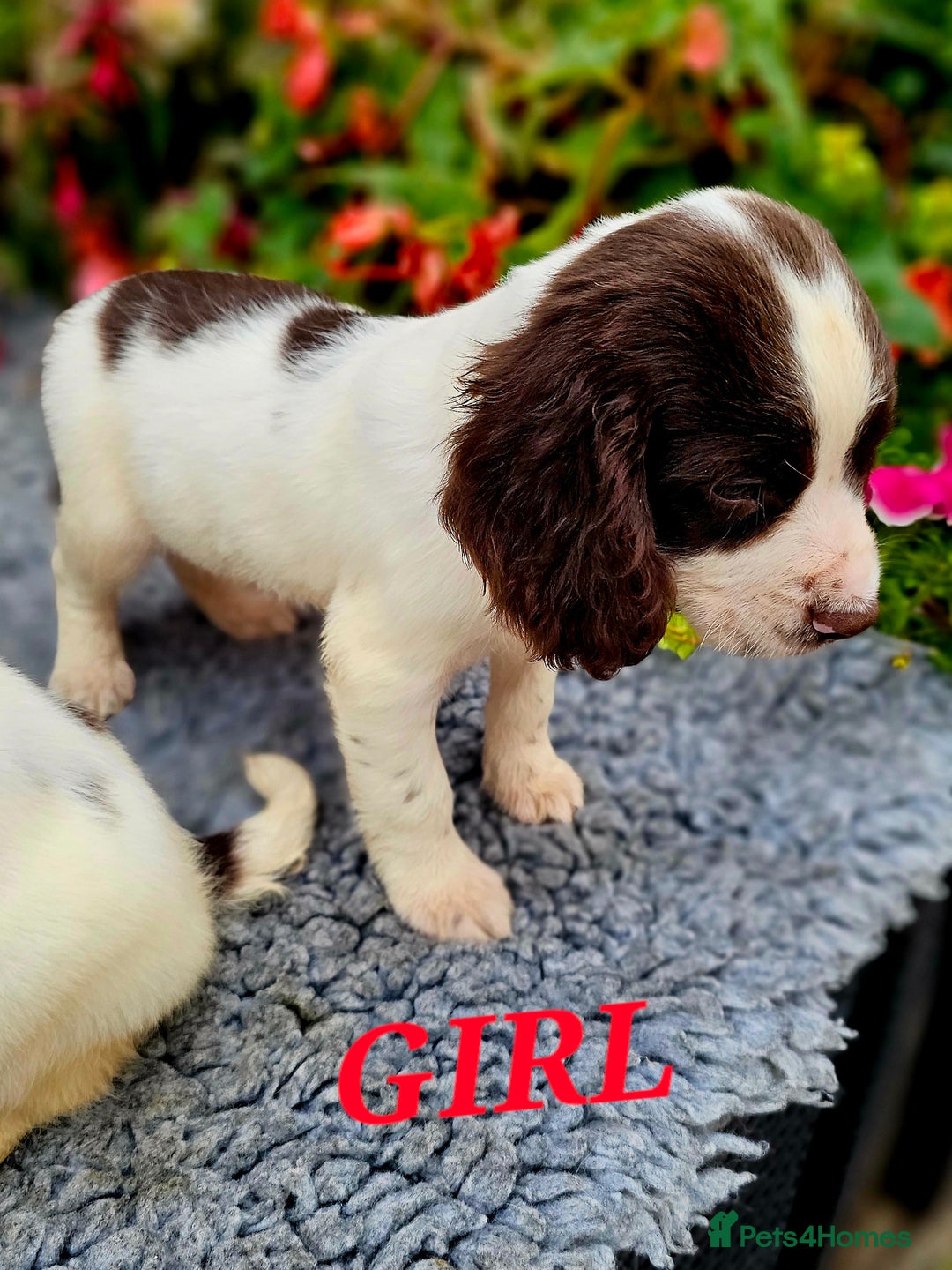 English Springer Spaniel dogs for sale: QUALITY WORKING ESS PUPS - Image 25