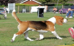 Beagle dogs for stud: Winner at Crufts 2025! in Tonbridge - Image 5