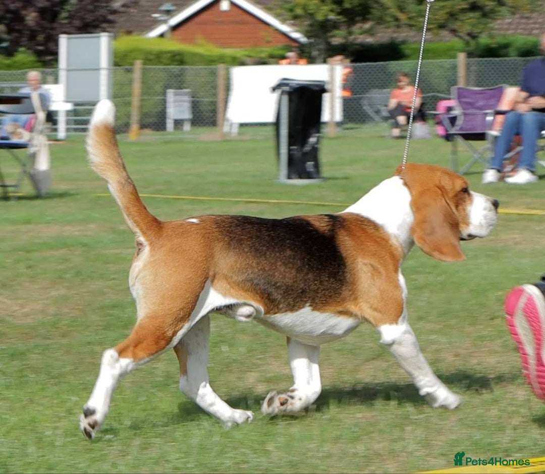 Beagle dogs for stud: Winner at Crufts 2025! in Tonbridge - Image 5