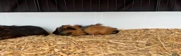 Guinea Pig rodents for sale: Guinea Pigs - Advert 9