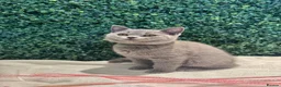 British Shorthair cats for sale: 💐British Shorthair Kittens (Blue)💐 - Advert 16
