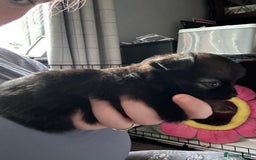 Pomchi dogs for sale: 2 beautiful tiny little Pomchi girls - Image 22