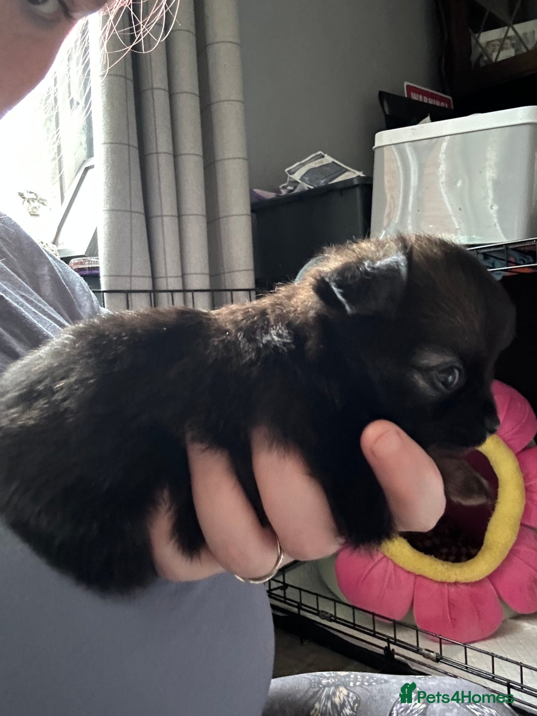 Pomchi dogs for sale: 2 beautiful tiny little Pomchi girls - Image 22