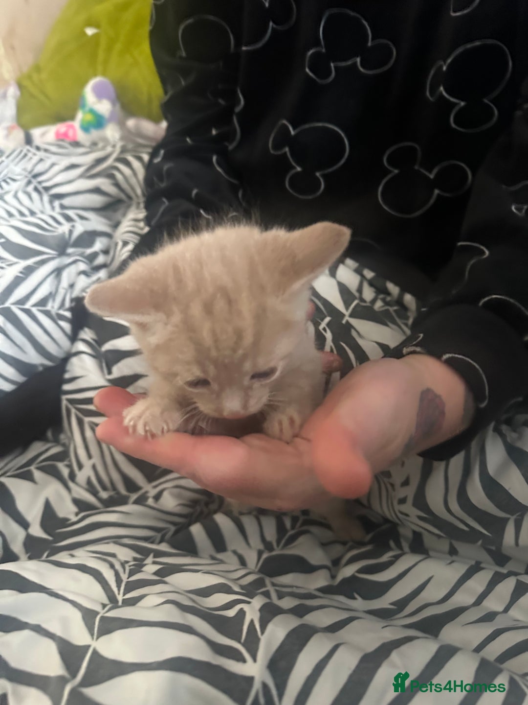 Mixed Breed cats for sale: 2 kittens for sale  - Image 4