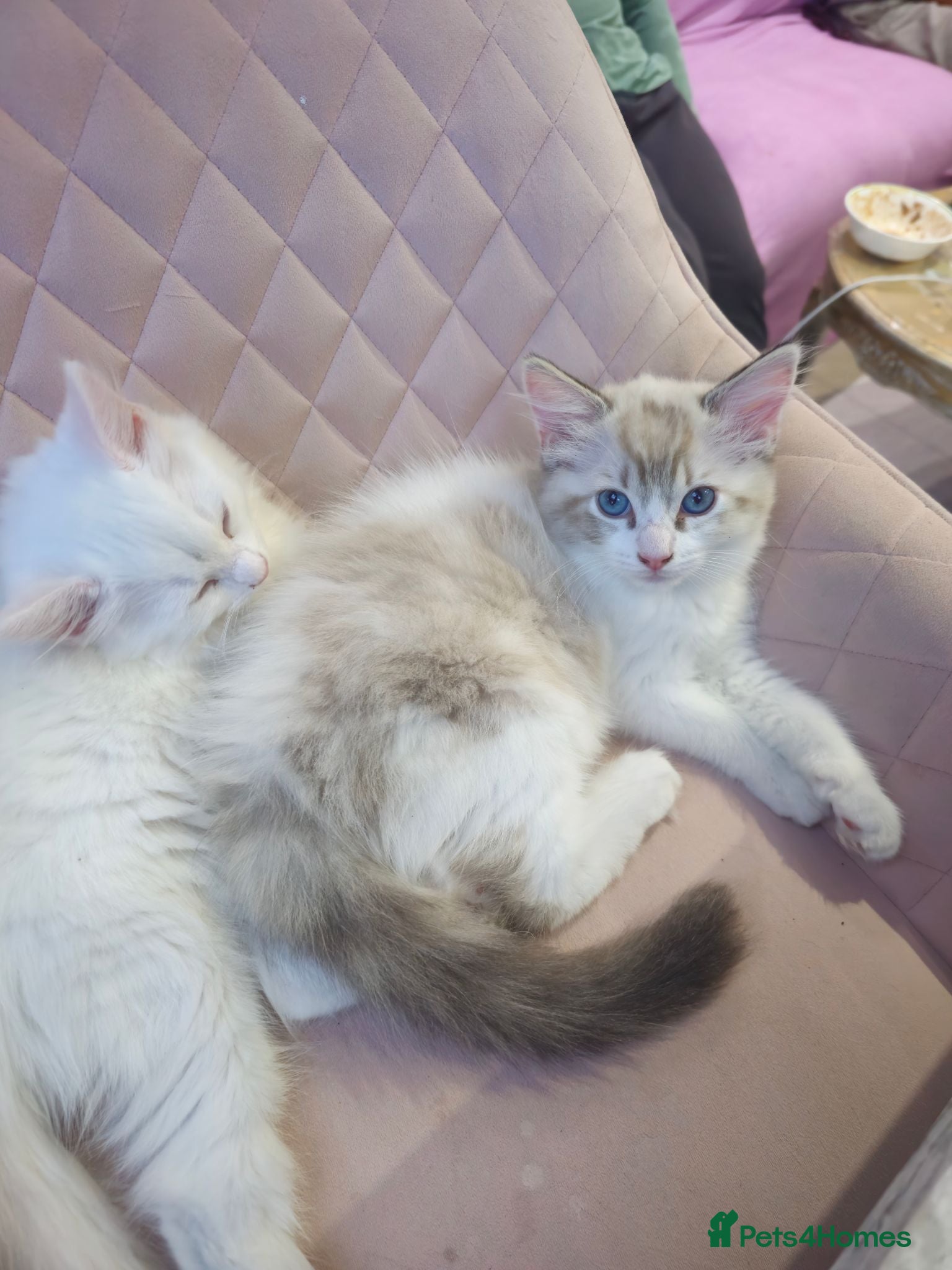 Ragdoll cats 3 Cute Ragdoll kittens - Advert 2