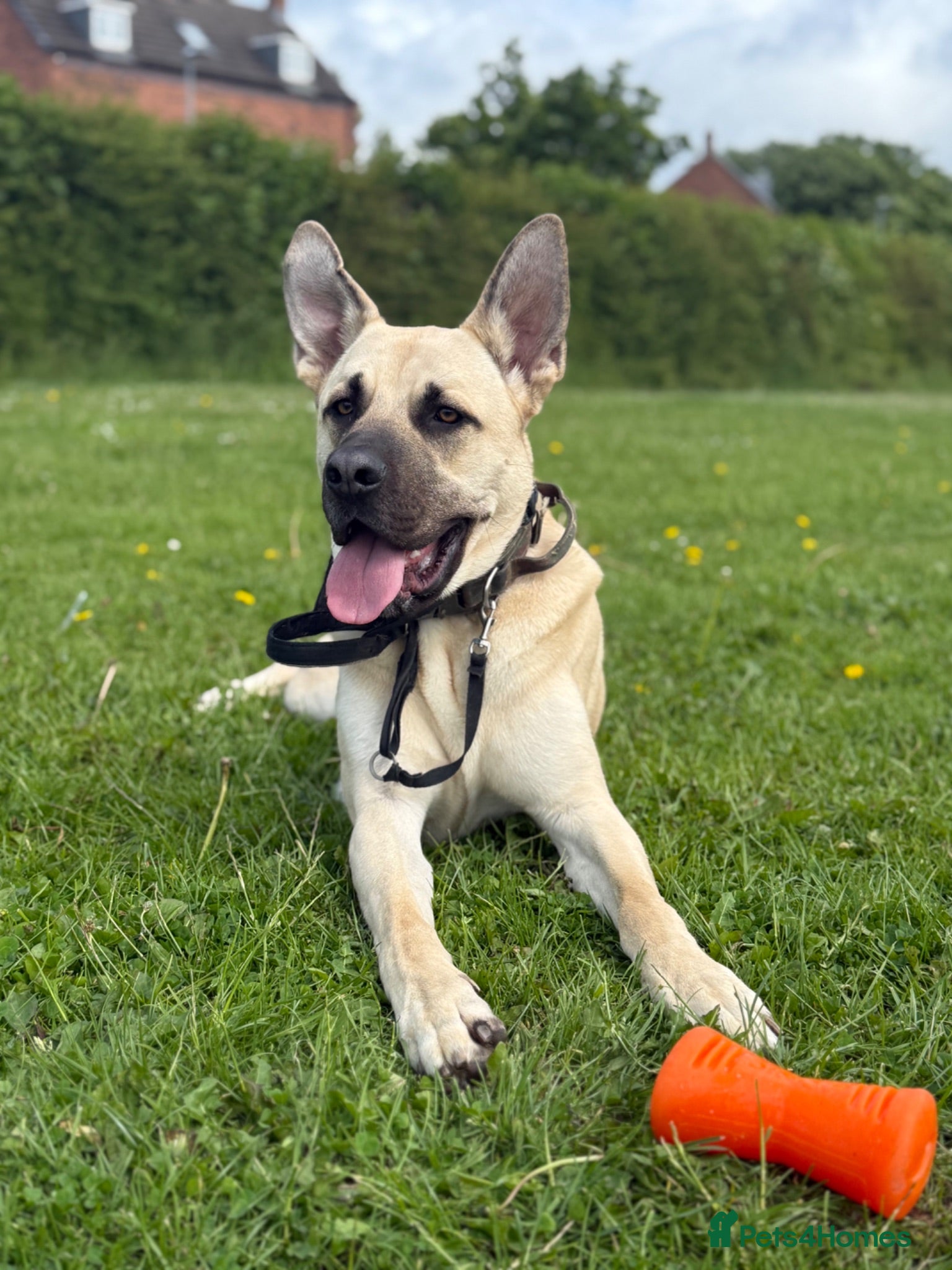 Mixed Breed dogs DAVE  - Advert 3