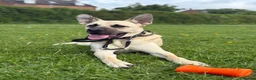 Mixed Breed dogs for sale: DAVE  in Spennymoor - Advert 1