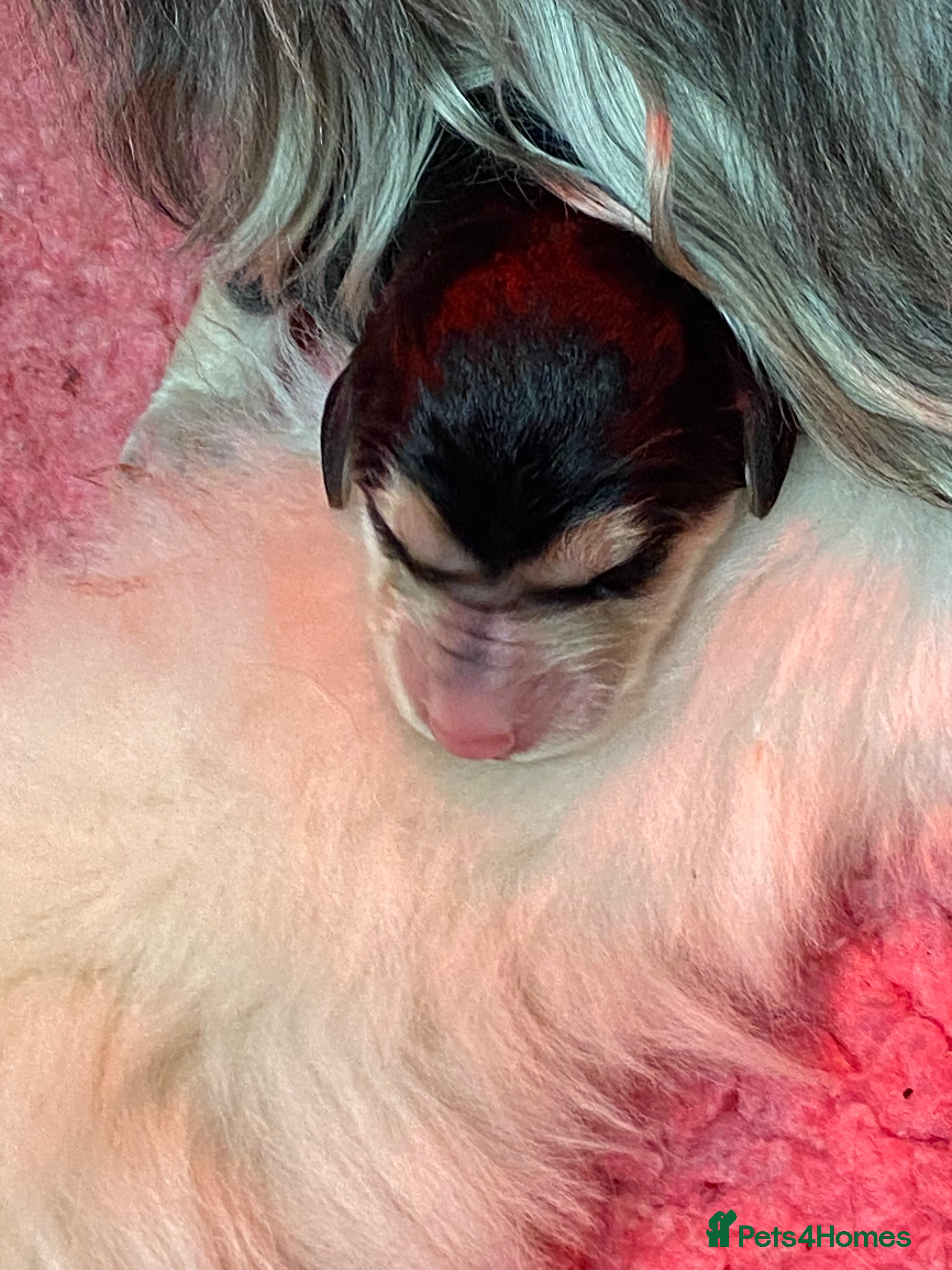 Afghan Hound dogs Beautiful litter of Afghan hound puppies  - Advert 1