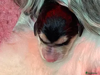 Afghan Hound dogs Beautiful litter of Afghan hound puppies - Advert 18