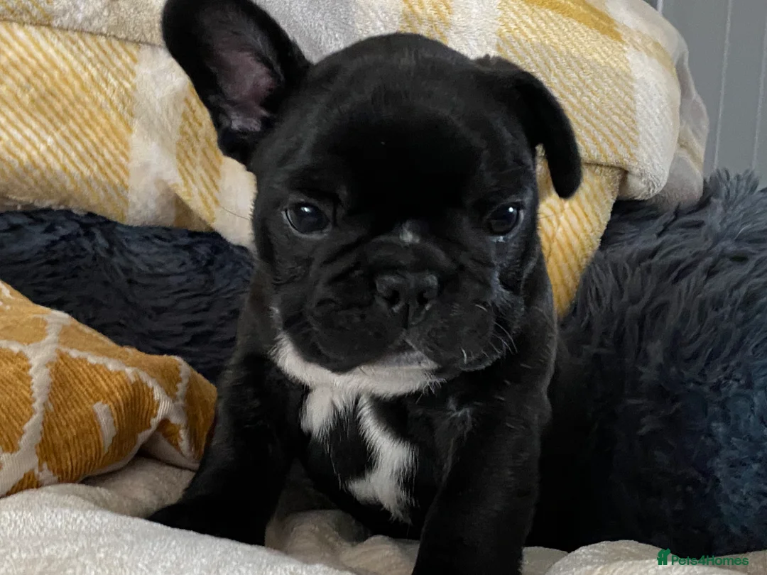 French Bulldog dogs for sale: Quality puppies reared by experienced breeders. in Leominster - Advert 10