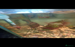 Turtle reptiles for sale: Black Musk Turtle - Image 4