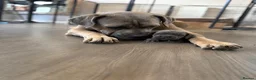 Cane Corso dogs for sale: Cane Corso Puppies with Ancient Noble Heritage - Advert 1