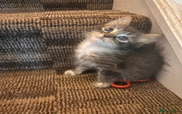 Ragdoll cats for sale: Ragdoll cross kitten (two available) - Image 1