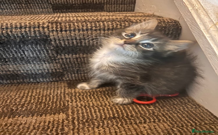 Ragdoll cats - Advert 2