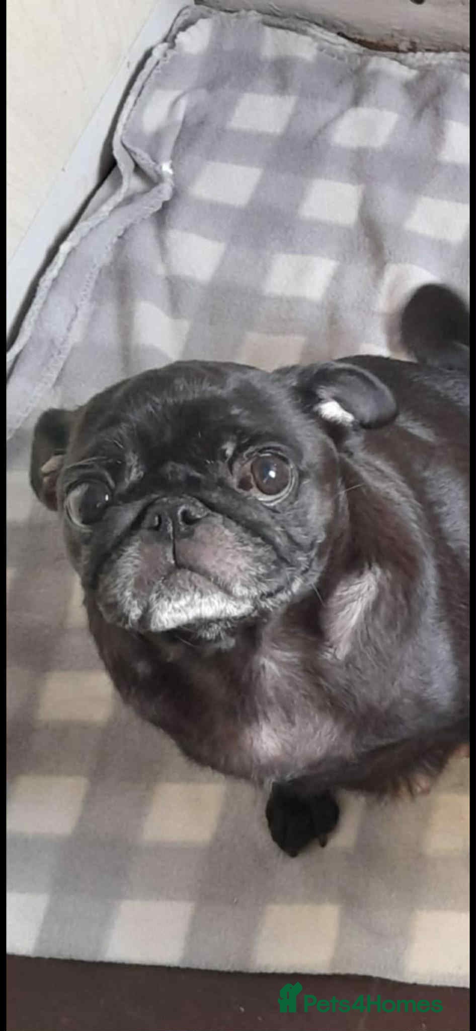 Pug dogs 5 adorable pug puppies for sale  - Advert 1