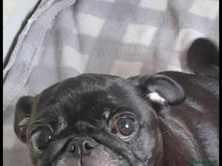 Pug dogs 5 adorable pug puppies for sale - Advert 1