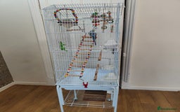 Budgerigars birds for sale: Budgie and cage for sale - Image 5