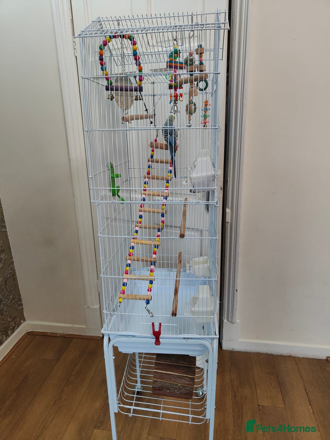 Budgerigars birds for sale: Budgie and cage for sale - Image 5